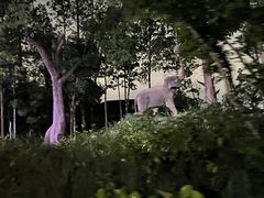 -夜间野生动物园