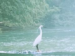 -九曲溪竹筏码头