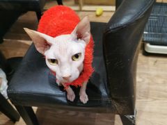 -猫色咖啡·猫咖