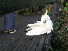 -呀诺达热带雨林