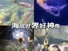 -珠海长隆海洋王国