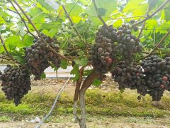 -金谷域澳洲庄园