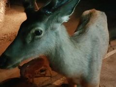-清迈夜间动物园