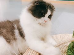 -飞行喵MR PILOT|猫舍·猫咖(静安大融城店)