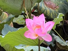 -荔湾湖公园