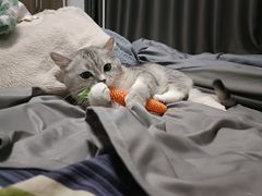 -瑞派福兴宠物医院犬猫全科·骨科·中西医结合(河东店)