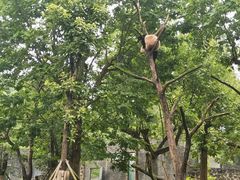 -都江堰中华大熊猫苑