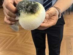-肆月河豚·新淮扬(金融街店)