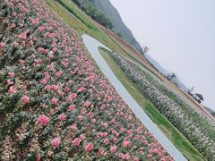 -径山花海