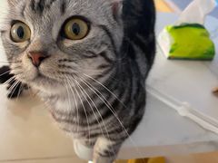 -喵宠乐园·撸猫互动·猫舍