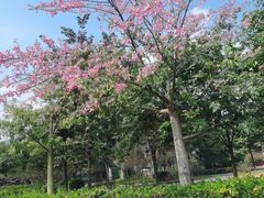 -大屏嶂森林公园