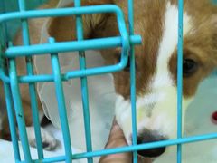 -瑞鹏宠物医院·爱宠堂·骨外专科(西荷分院)