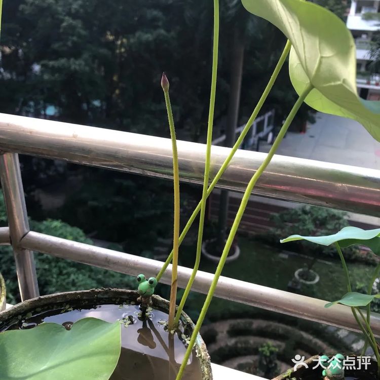 碗莲的简易种植