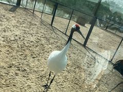 -盐城丹顶鹤湿地生态旅游区
