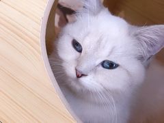 -猫咪咖啡店(新城大街店)