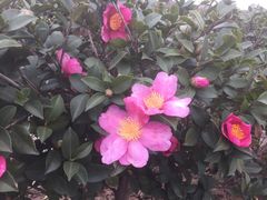 -西京湾花海