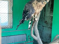 -西霞口神雕山野生动物世界