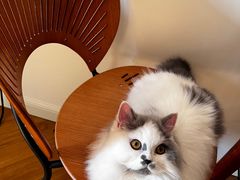 -猫大福·Fortune Cat猫舍(百子湾店)