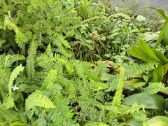 -广西壮族自治区药用植物园