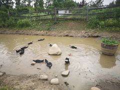 -前小桔亲子创意农场·草莓采摘·露营烧烤