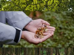 -武陵山森林公园