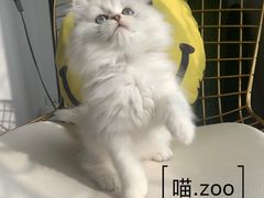 -喵zoo家庭繁育猫舍(尖东智能花园店)