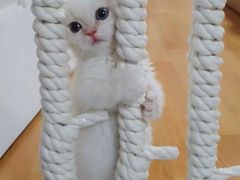 -丁家坡洋芋·观音桥好吃街A区(全国总店)