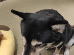 -逗柴咖啡屋·狗咖猫咖宠物桌游