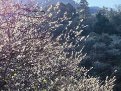 -广州市流溪河国家森林公园