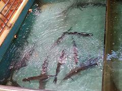-醉美东江·三文鱼·烧鸡公