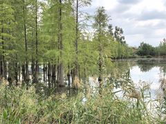 -白鹭湾湿地公园