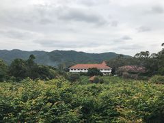 -雁南飞茶田景区