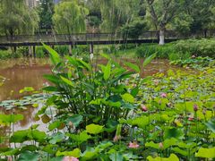 -沐仙湖湿地公园