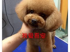 -我爱吾宠宠物美容院(朝阳路店)