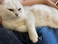 -飞行喵MR PILOT|猫舍·猫咖(静安大融城店)