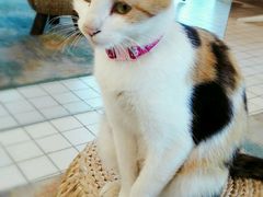 猫咪-ID.PHOTO照相馆(嘉里企业中心店)