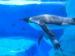 -海合安成都极地海洋公园