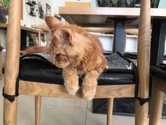 -平行世界·猫咖(首经贸店)