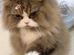 -北京观赏动物医院·24小时大型综合·猫专科·异宠专科