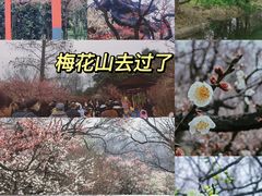 -梅花山(明孝陵内)