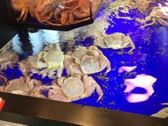 -蟹道乐(道顿堀本店)