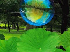 -莲花池公园