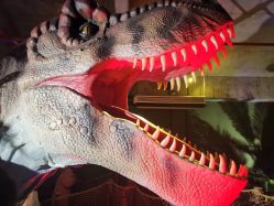 点击看大图 -恐龙探索乐园(磁器口店)