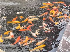 -滕州微山湖红荷湿地景区