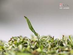 -张一元(世纪金源购物中心东区店)