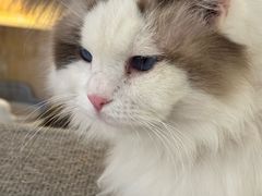 -平行世界·猫咖(首经贸店)