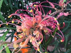 -天适樱花悠乐园