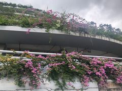 -深圳仙湖植物园-停车场