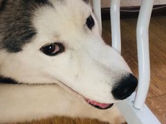 -Husky Go! 哈士奇体验馆·宠物咖啡厅狗咖