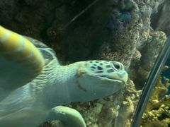 -上海海洋水族馆